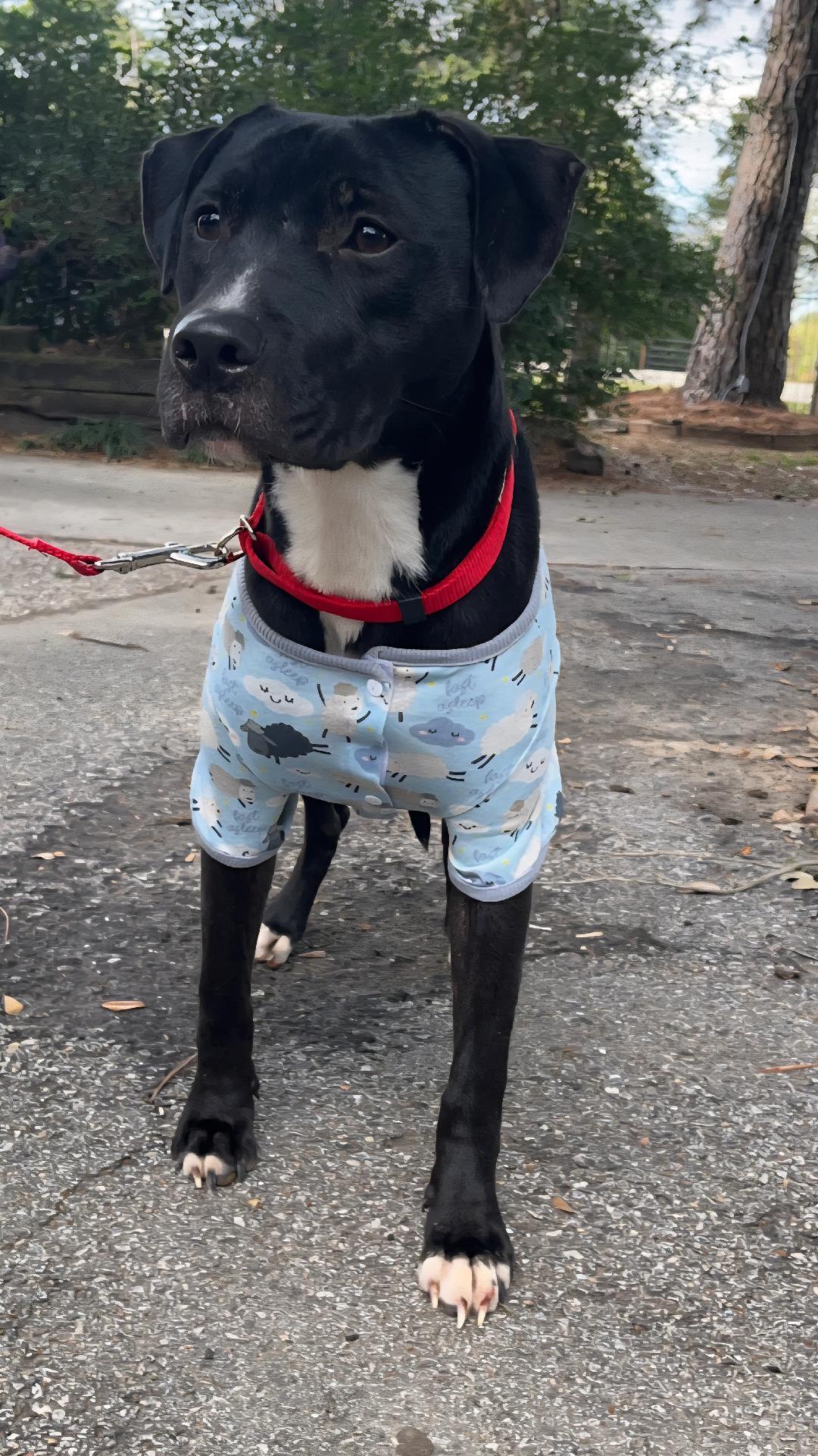 Enlarge Luna, an adopted mixed breed in Hodgkins, IL image 3/6