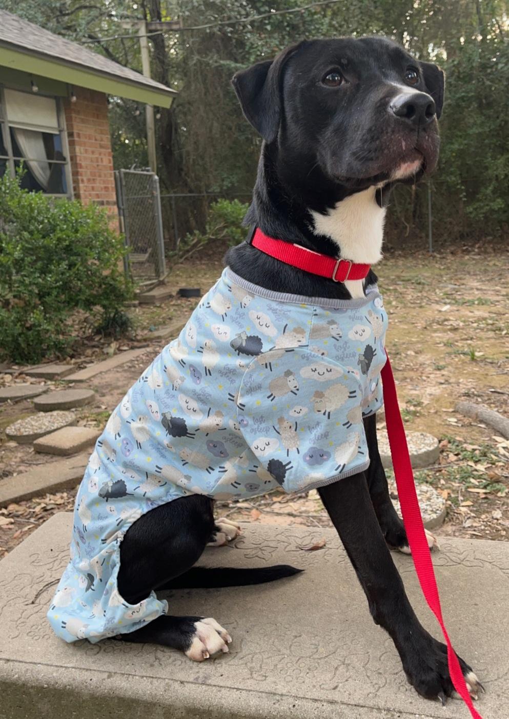 Enlarge Luna, an adopted mixed breed in Hodgkins, IL image 4/6