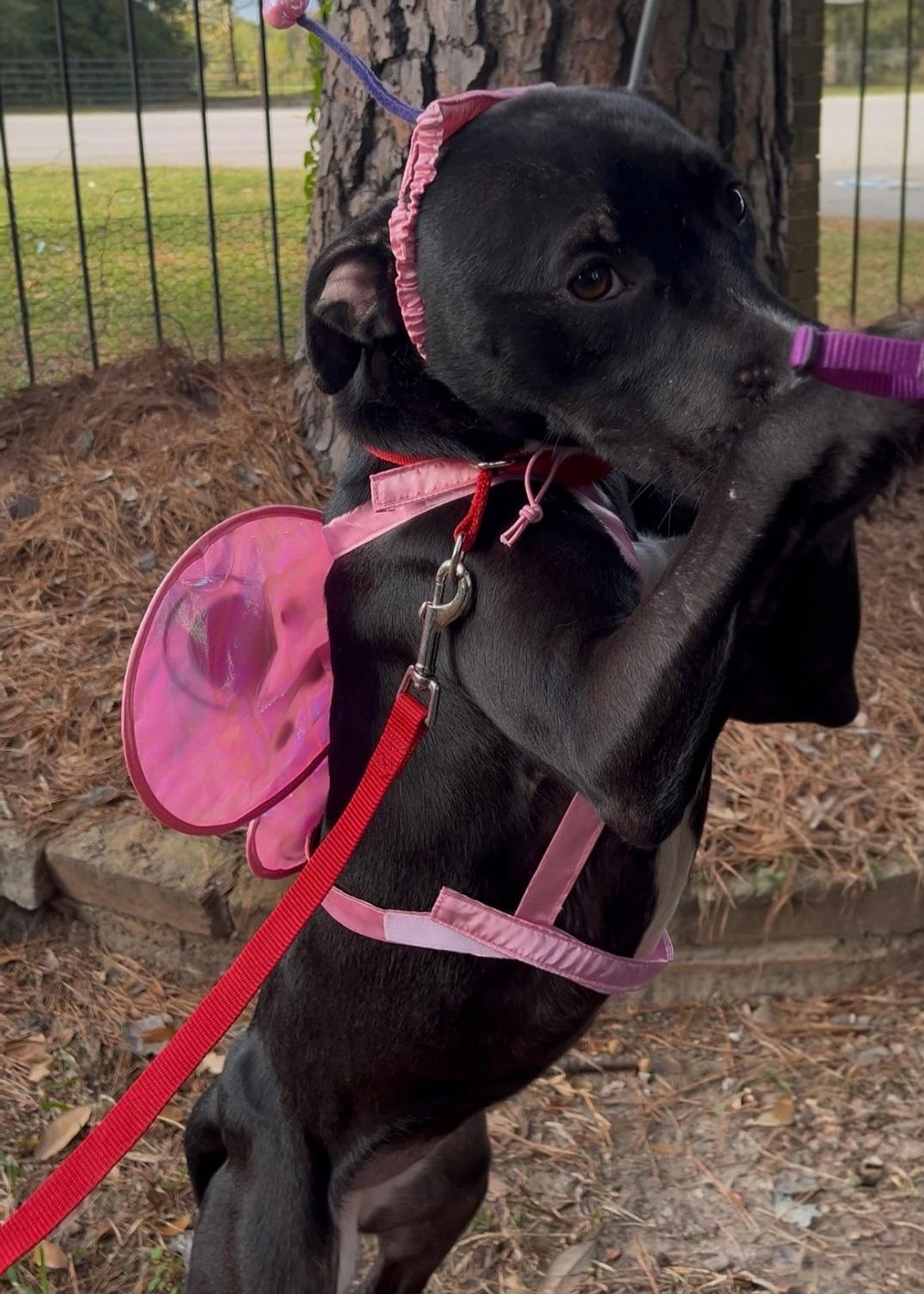 Enlarge Luna, an adopted mixed breed in Hodgkins, IL image 6/6