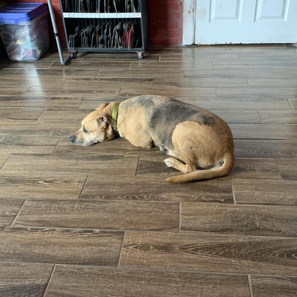 Enlarge Little man, a Adoptable Shepherd in Hearne, TX image 1/3