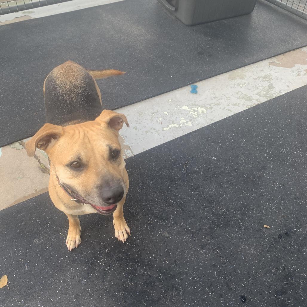 Enlarge Little man, a Adoptable Shepherd in Hearne, TX image 2/3