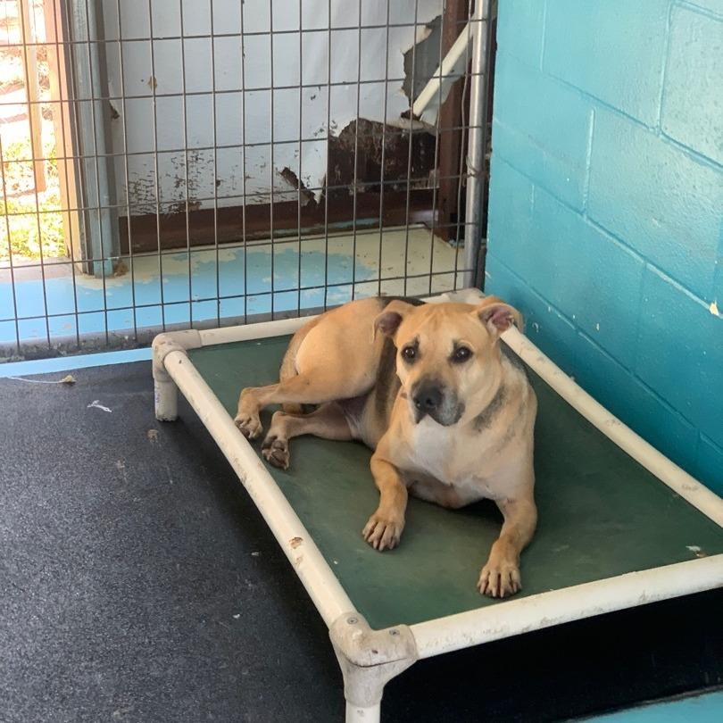 Enlarge Little man, a Adoptable Shepherd in Hearne, TX image 3/3