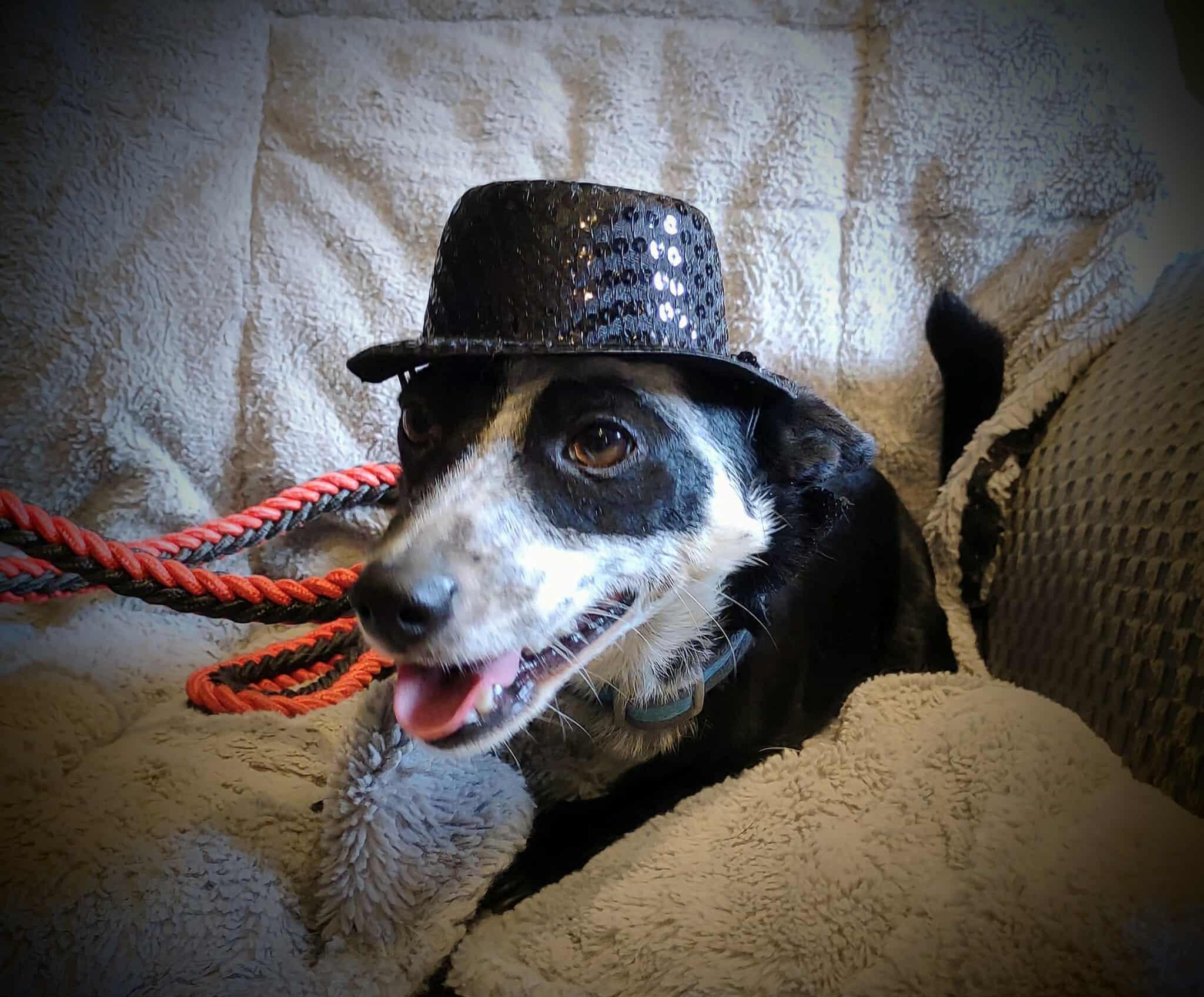 Dresler, Adoptable, Adult Male Jack Russell Terrier.