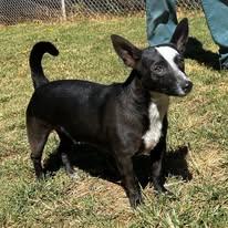 Enlarge Dresler, a Adoptable mixed breed in Enoree, SC image 3/4