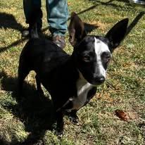 Enlarge Dresler, a Adoptable mixed breed in Enoree, SC image 2/4