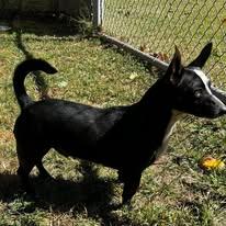 Enlarge Dresler, a Adoptable mixed breed in Enoree, SC image 4/4