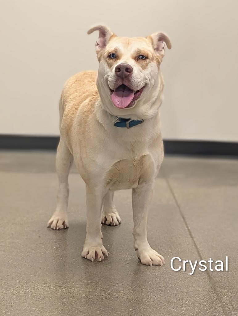 Crystal, Adoptable, Young Female Husky & Mixed Breed.