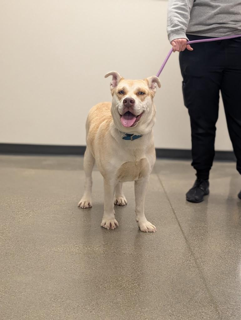 Crystal, a Adoptable mixed breed in Greenfield, IN image 1/2
