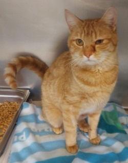 CA 139 Roosey, Adoptable, Young Female Domestic Short Hair.