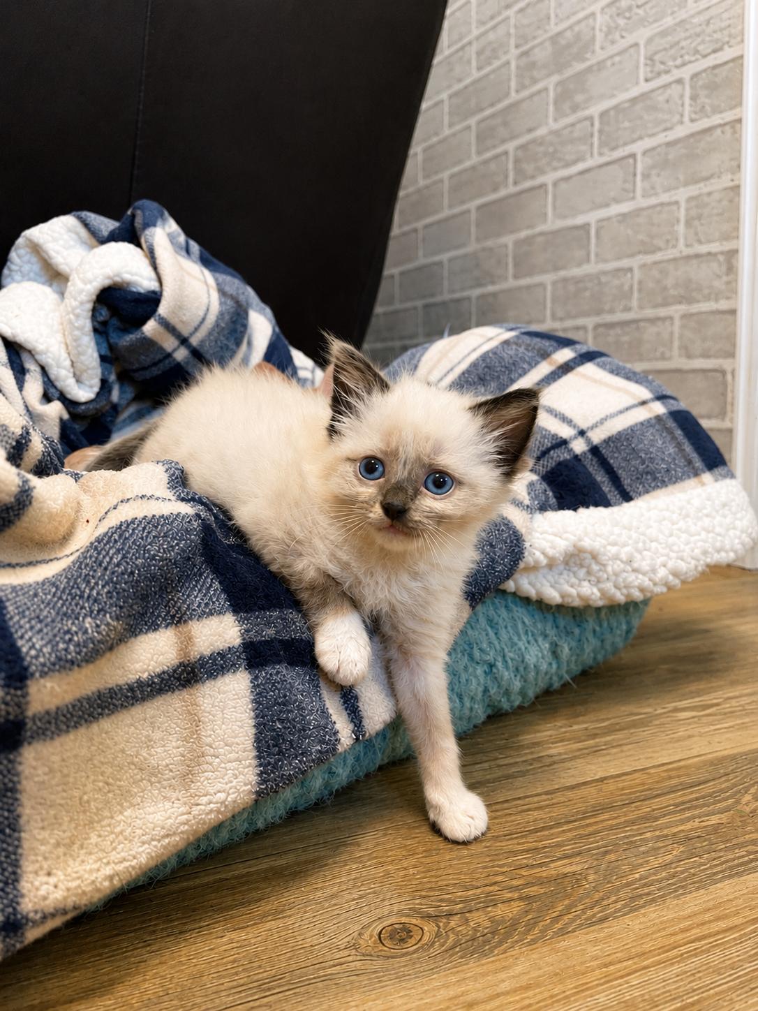 Tabitha, Adopted, Kitten Female Siamese.