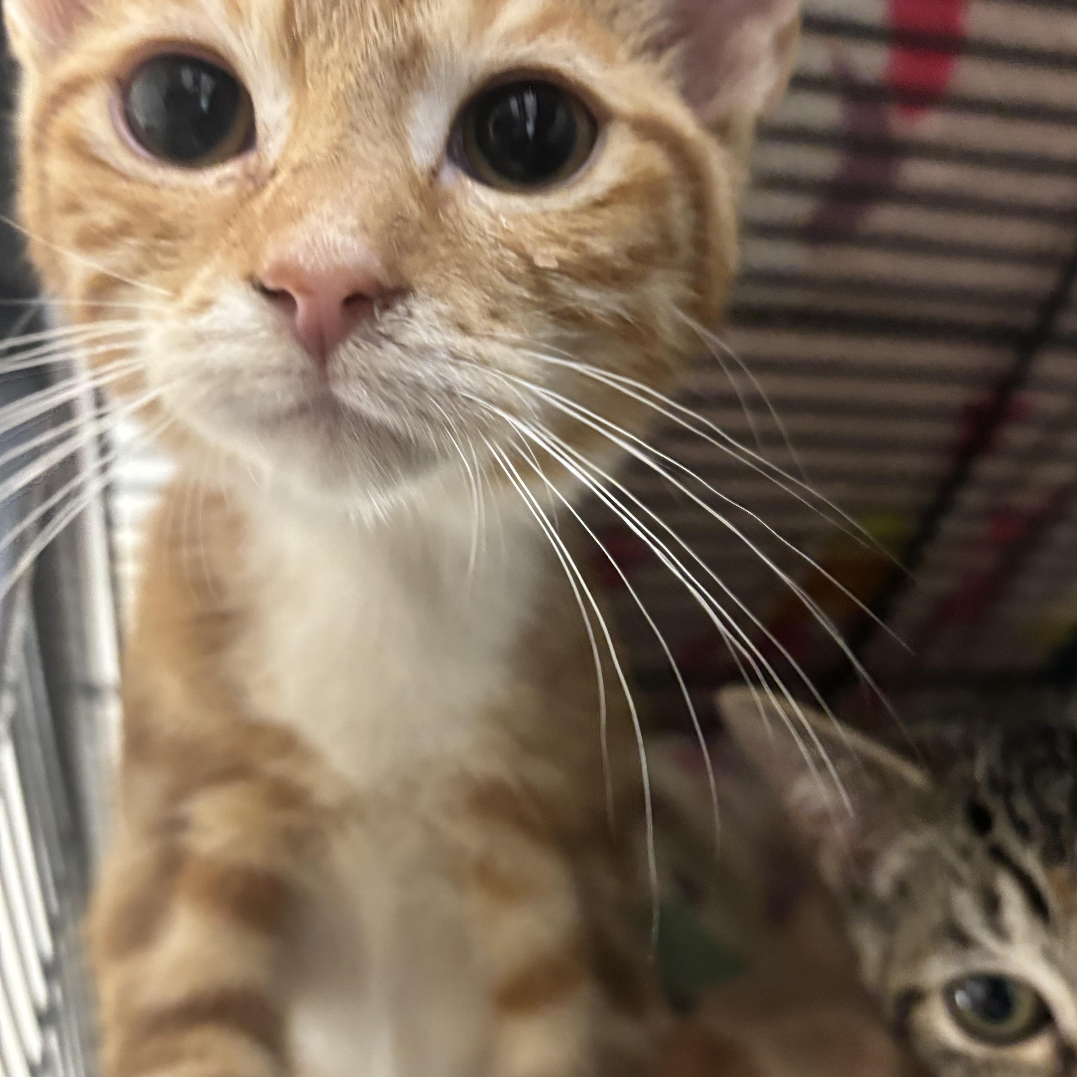 Fido, a Adoptable Domestic Short Hair image 1/2