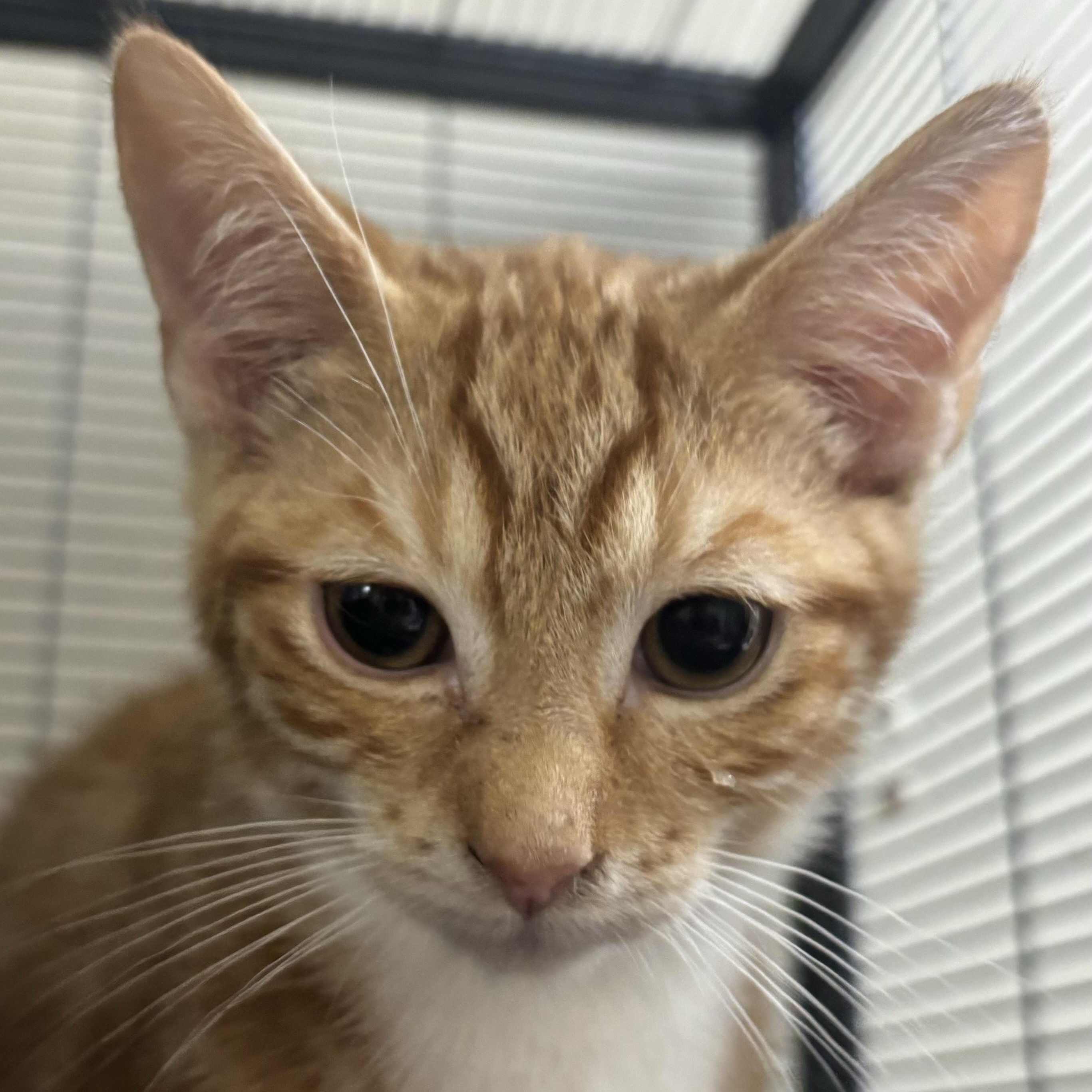 Fido, a Adoptable Domestic Short Hair image 2/2