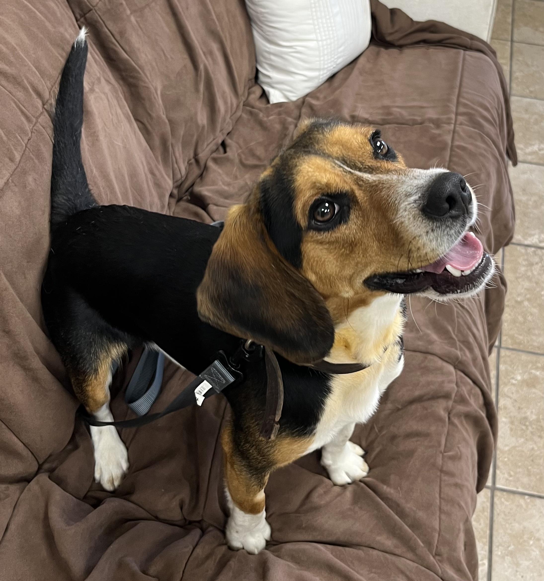 Scooter, a ADOPTABLE Beagle in Farmington, MO image 2/4