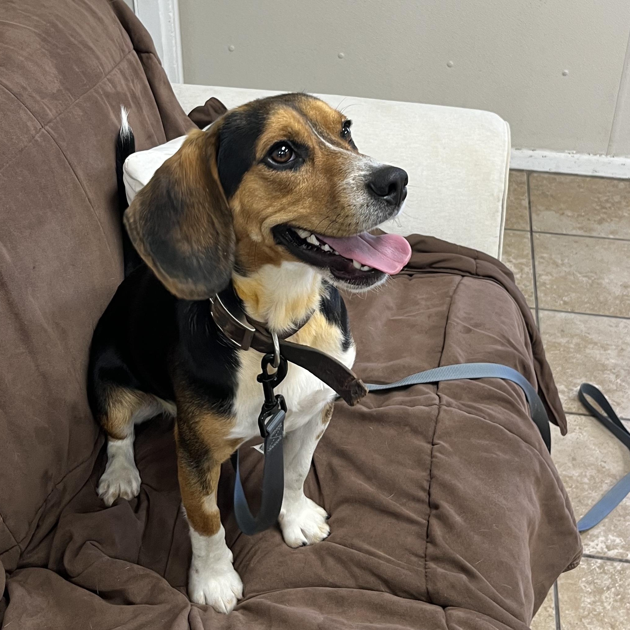 Scooter, a ADOPTABLE Beagle in Farmington, MO image 3/4