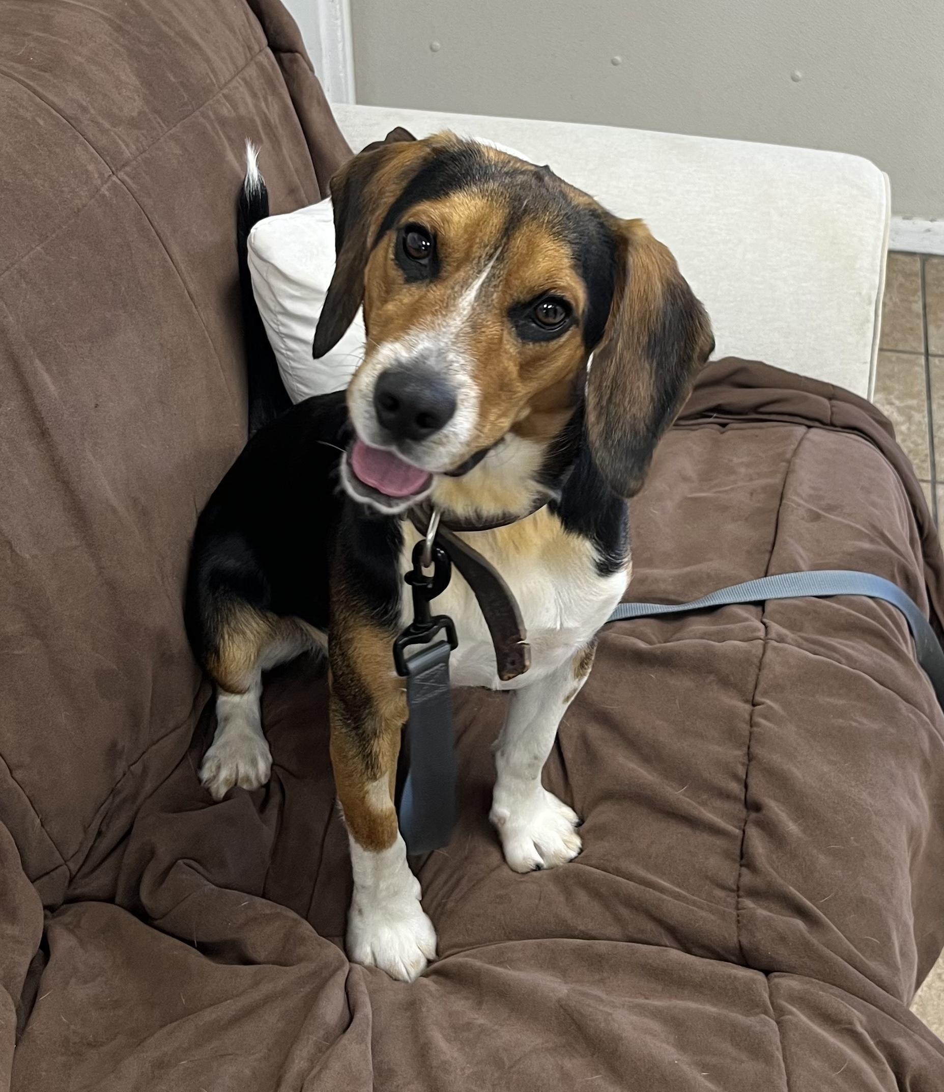 Scooter, a ADOPTABLE Beagle in Farmington, MO image 4/4