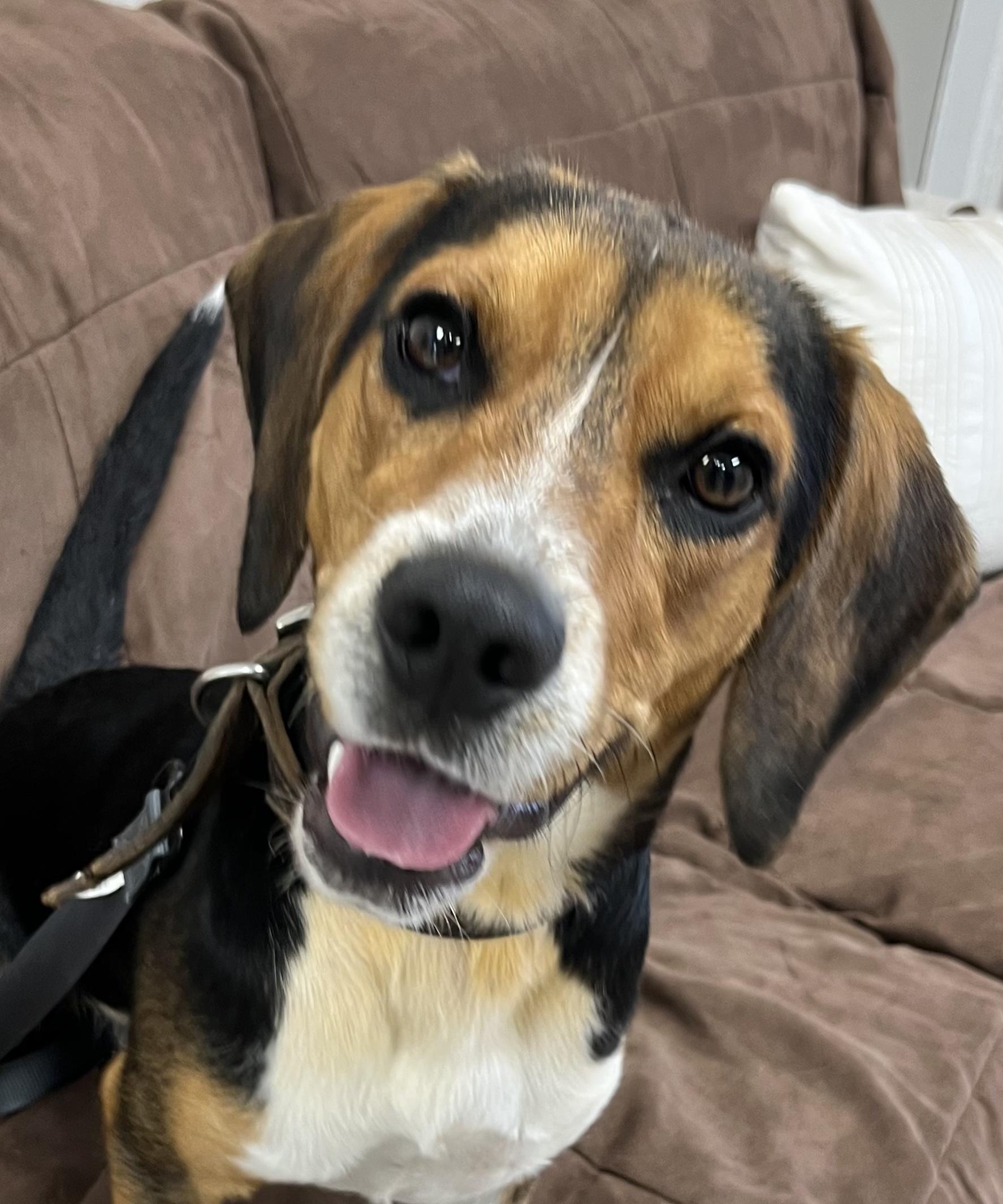 Scooter, a ADOPTABLE Beagle in Farmington, MO image 1/4