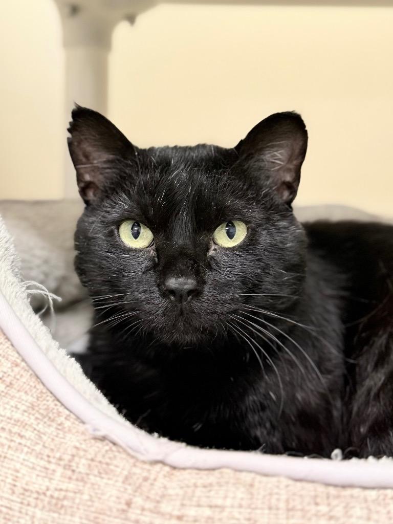 Wilson, Adoptable, Adult Male Domestic Short Hair.