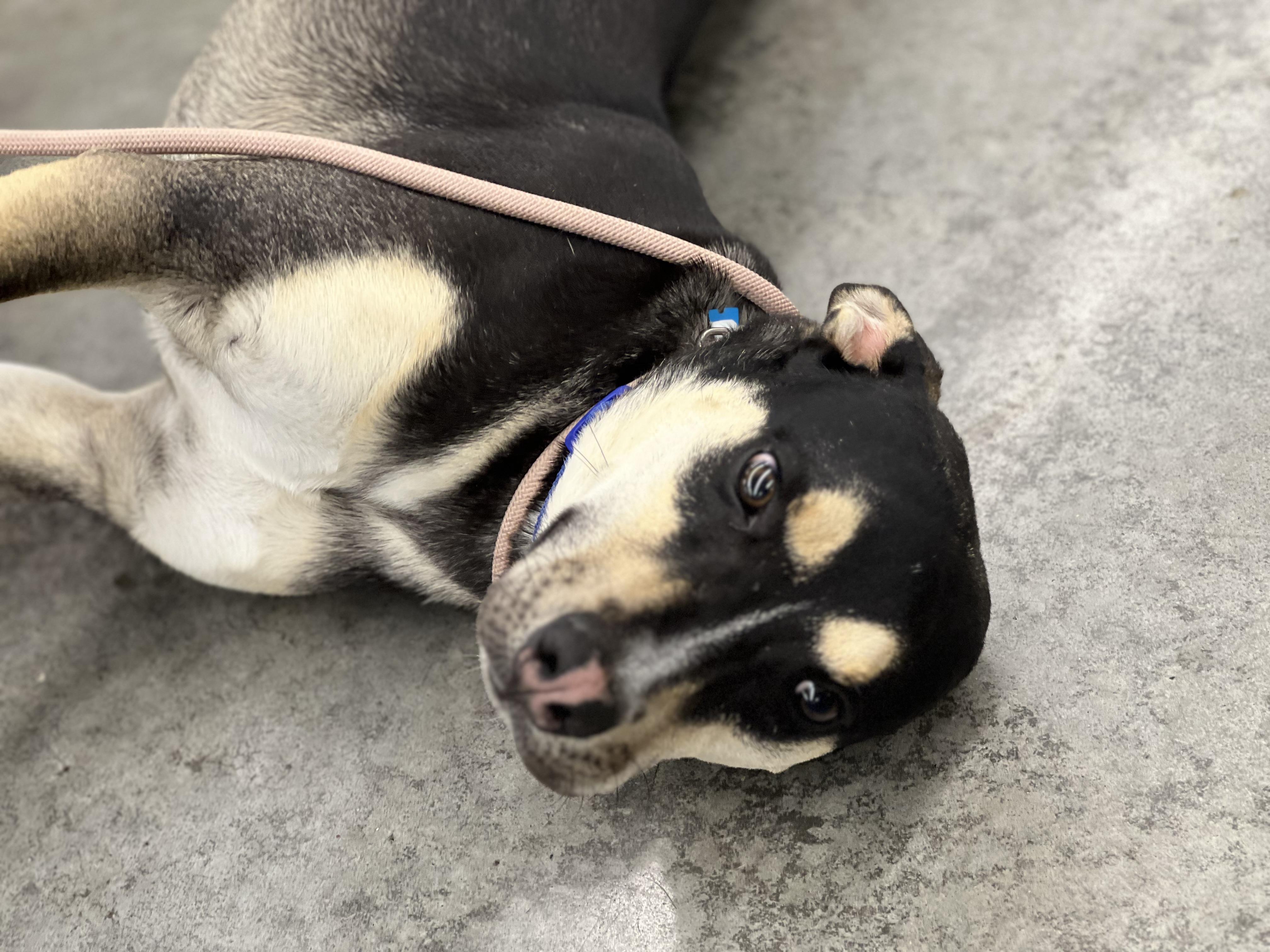 Amos — thumbnail 2