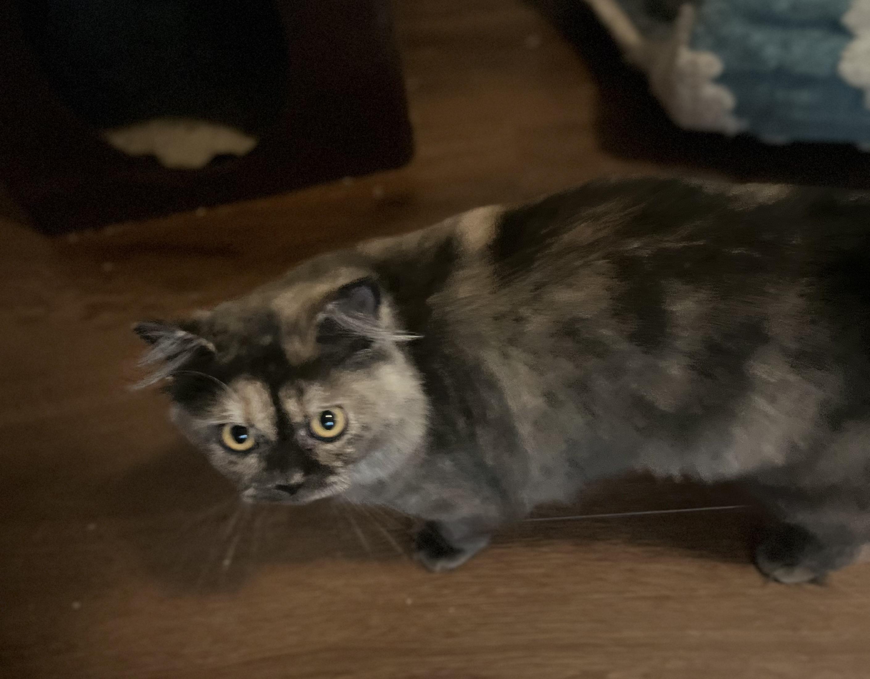 Sylvie & Tarder Sauce – Sweet Cats Looking for a Quiet Forever Home, an adoptable Persian, Munchkin in Marysville, WA, 98270 | Photo Image 2