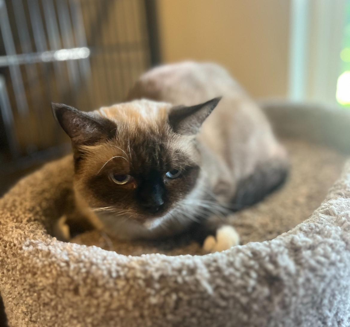 Meet Sylvie & Tarder Sauce – Sweet Cats Looking for a Quiet Forever Home