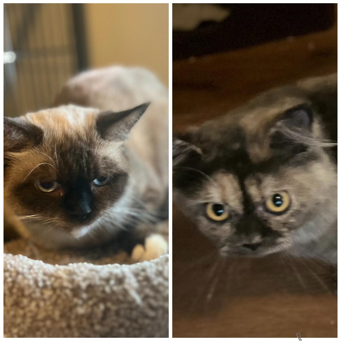 Sylvie & Tarder Sauce – Sweet Cats Looking for a Quiet Forever Home, an adoptable Persian, Munchkin in Marysville, WA, 98270 | Photo Image 1