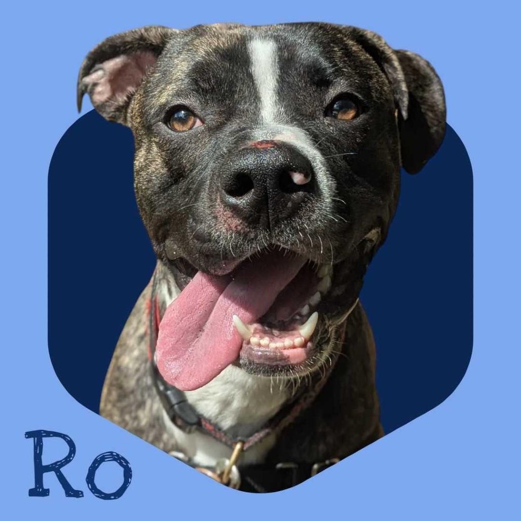 Ro, ADOPTABLE, Puppy Male Boxer.