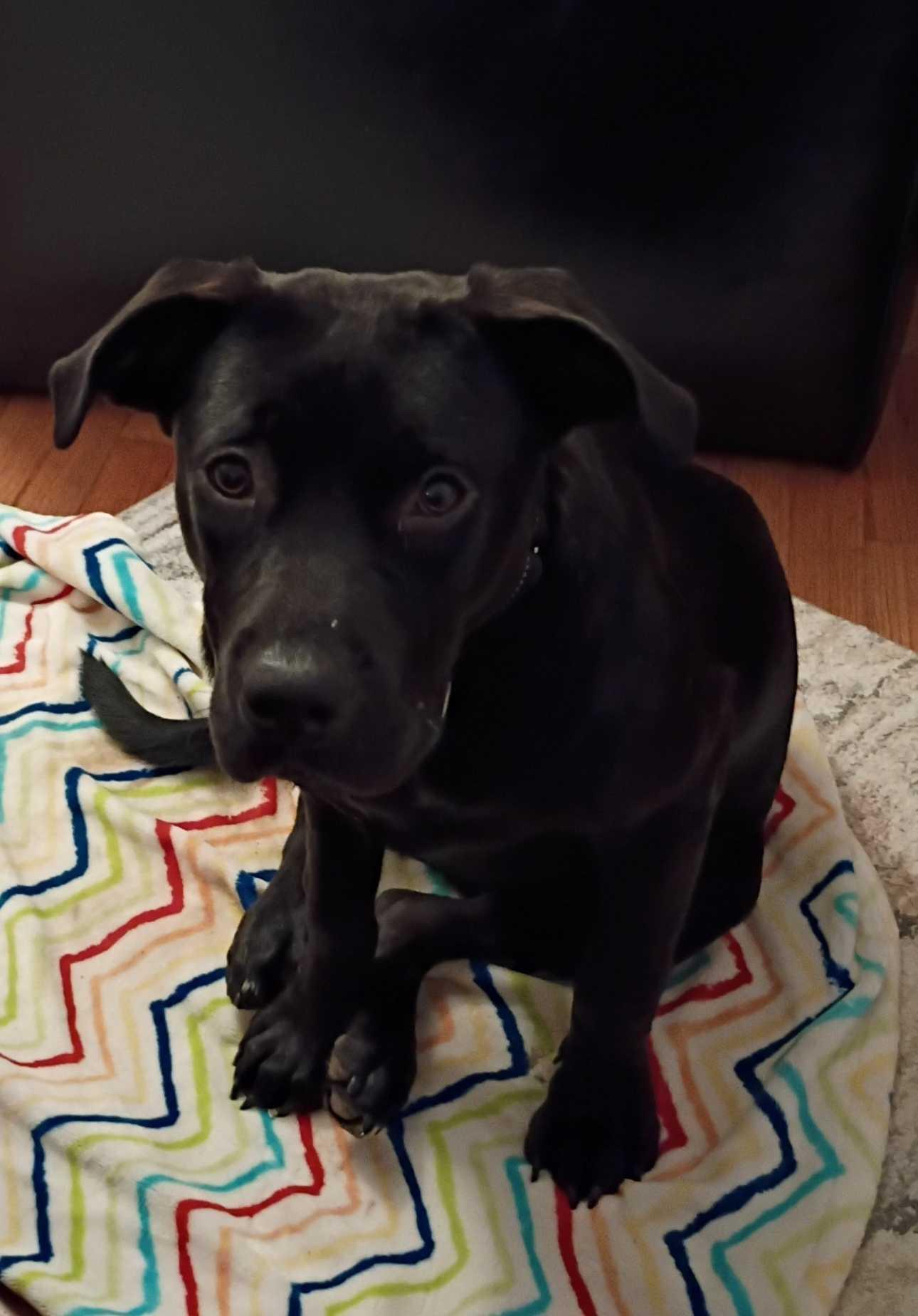 Holly, Adopted, Puppy Female Mixed Breed.