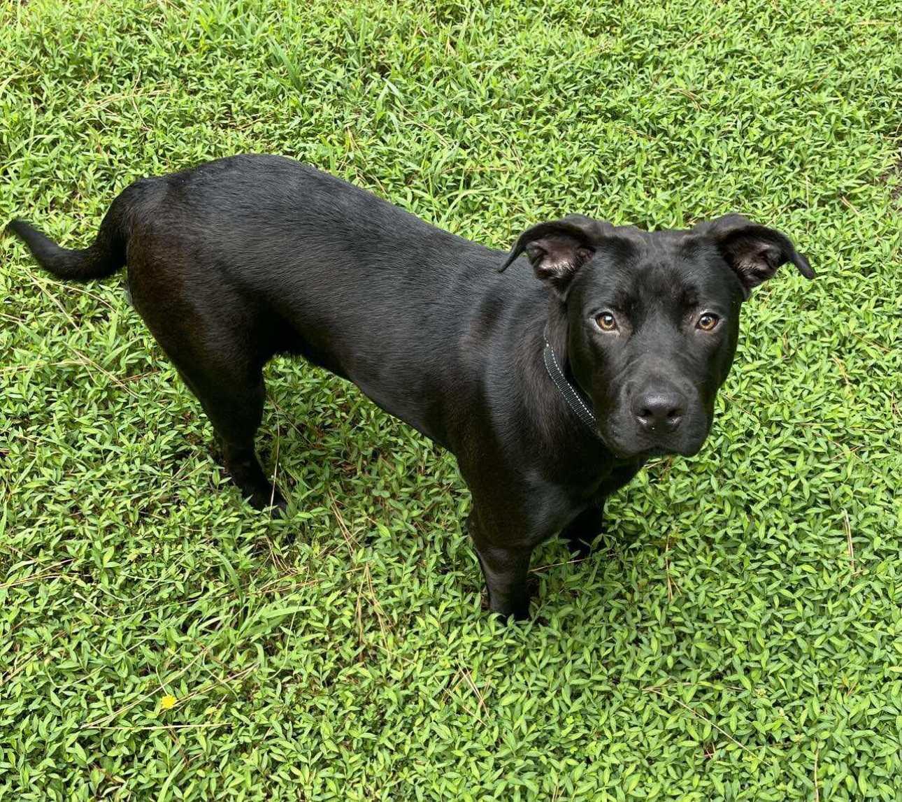 Enlarge Holly, a Adopted Mixed Breed in Fairfield, NJ image 2/5