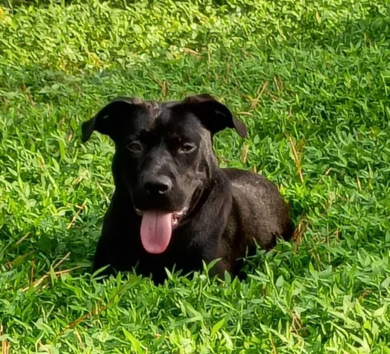 Enlarge Holly, a Adopted Mixed Breed in Fairfield, NJ image 3/5