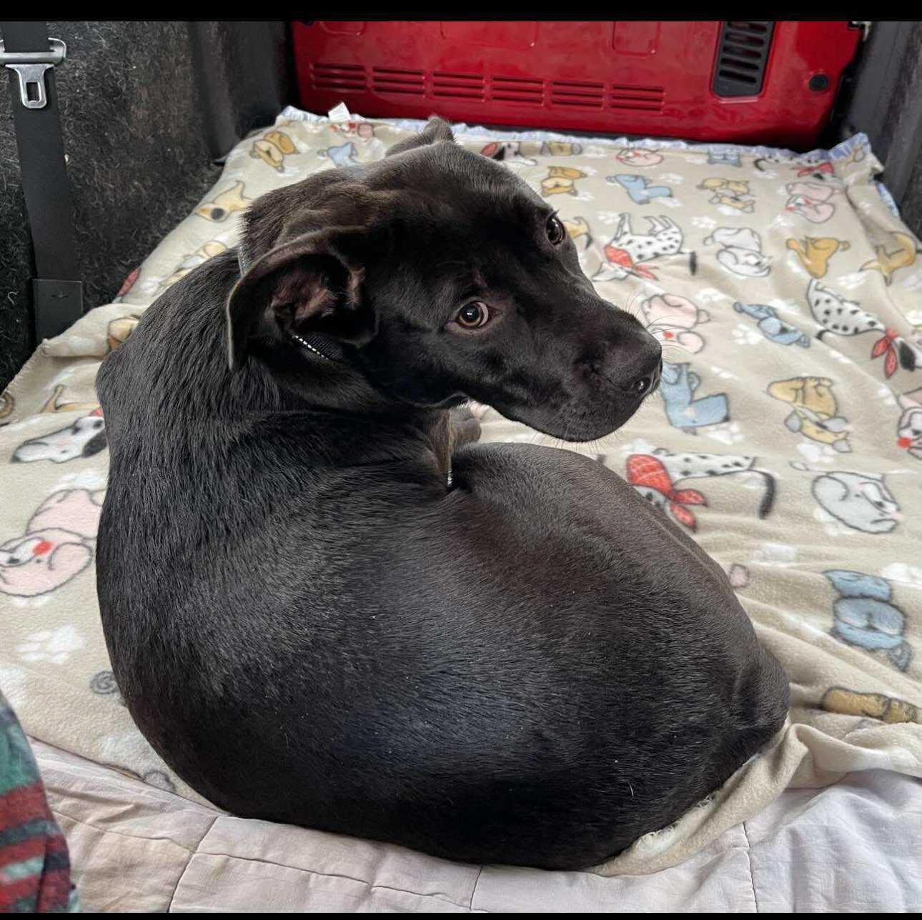 Enlarge Holly, a Adopted Mixed Breed in Fairfield, NJ image 4/5