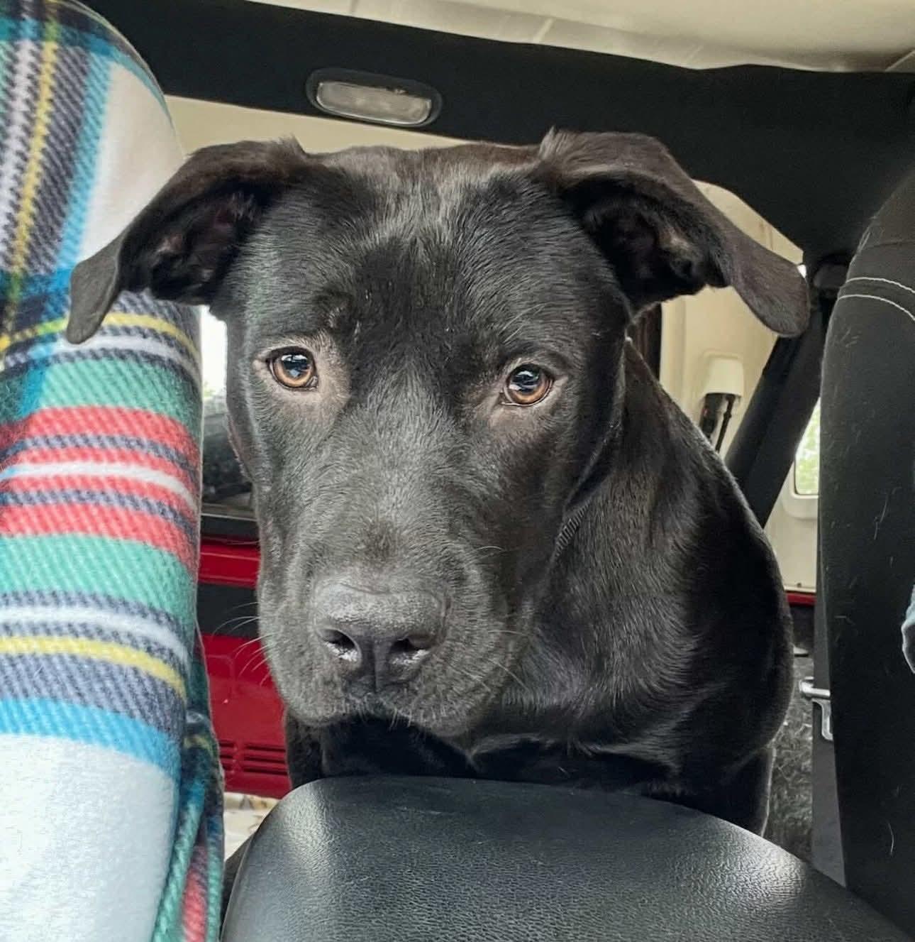 Enlarge Holly, a Adopted Mixed Breed in Fairfield, NJ image 5/5