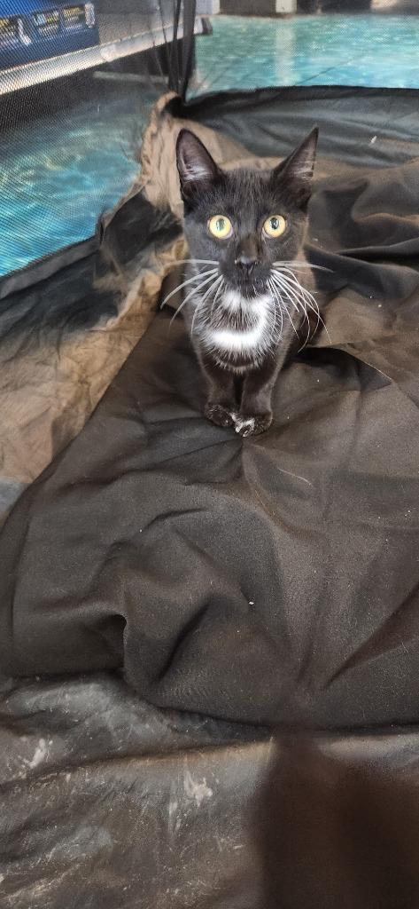 Valerie, Adopted, Kitten Female Domestic Short Hair.