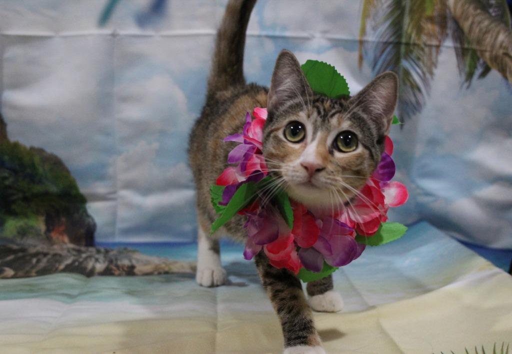 Enlarge Kee, a Adoptable mixed breed in Vacaville, CA image 1/1