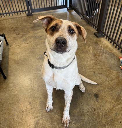 Enlarge Dexter, a Adoptable mixed breed in Brunswick, GA image 1/1