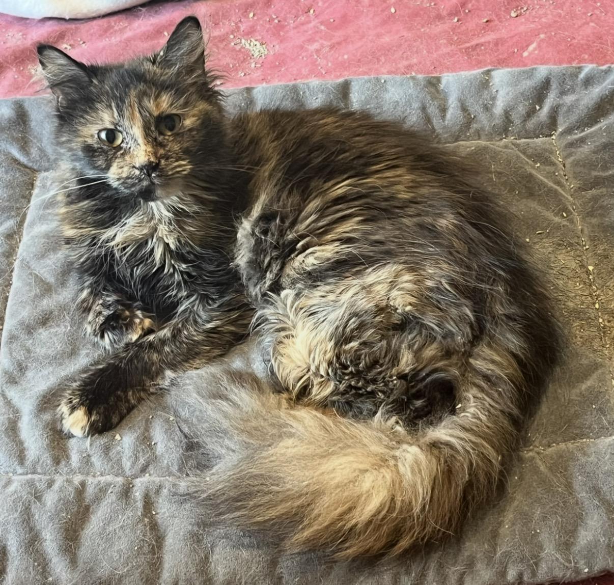 Enlarge Amira, a Adoptable mixed breed in Mount Airy, MD image 1/1