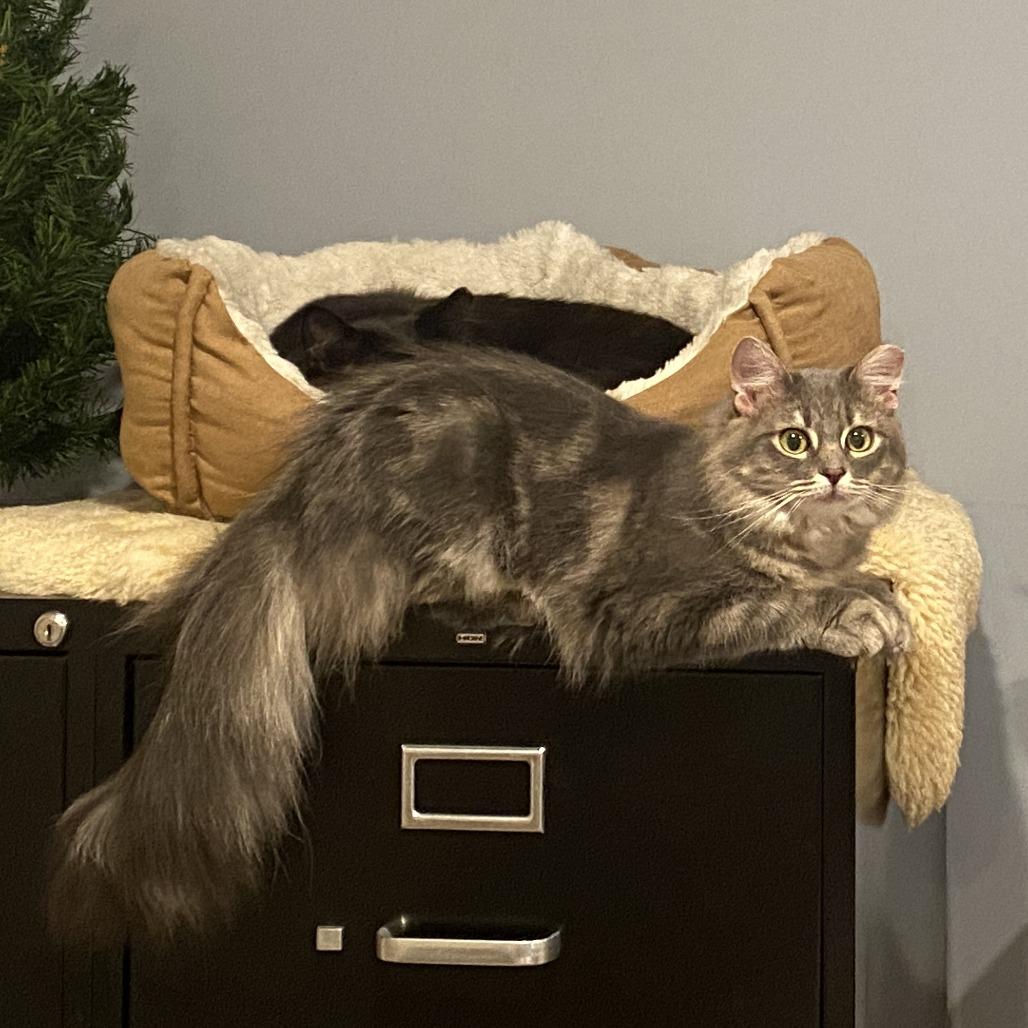 Willow, Adoptable, Young Female Domestic Medium Hair.