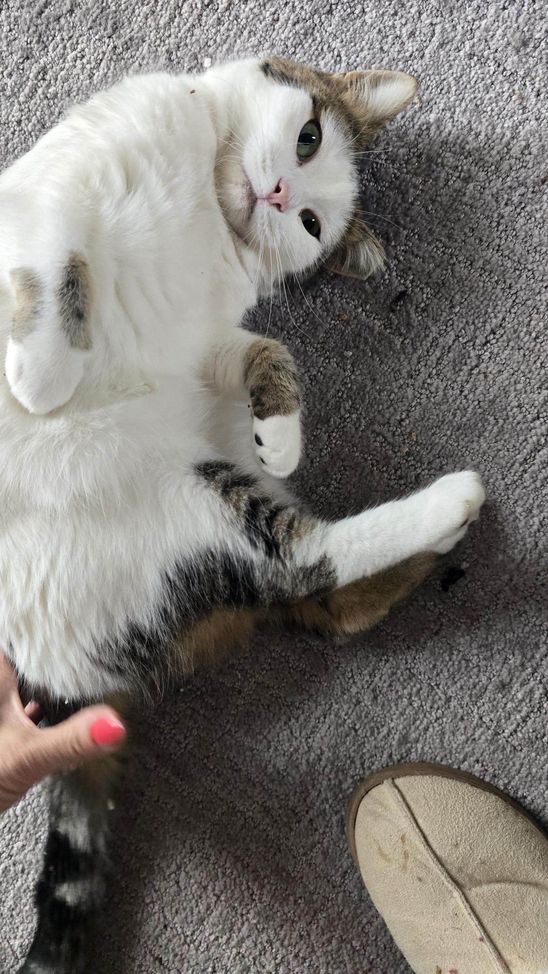 Cleo, a Adoptable Domestic Short Hair in Midland, MI image 3/6