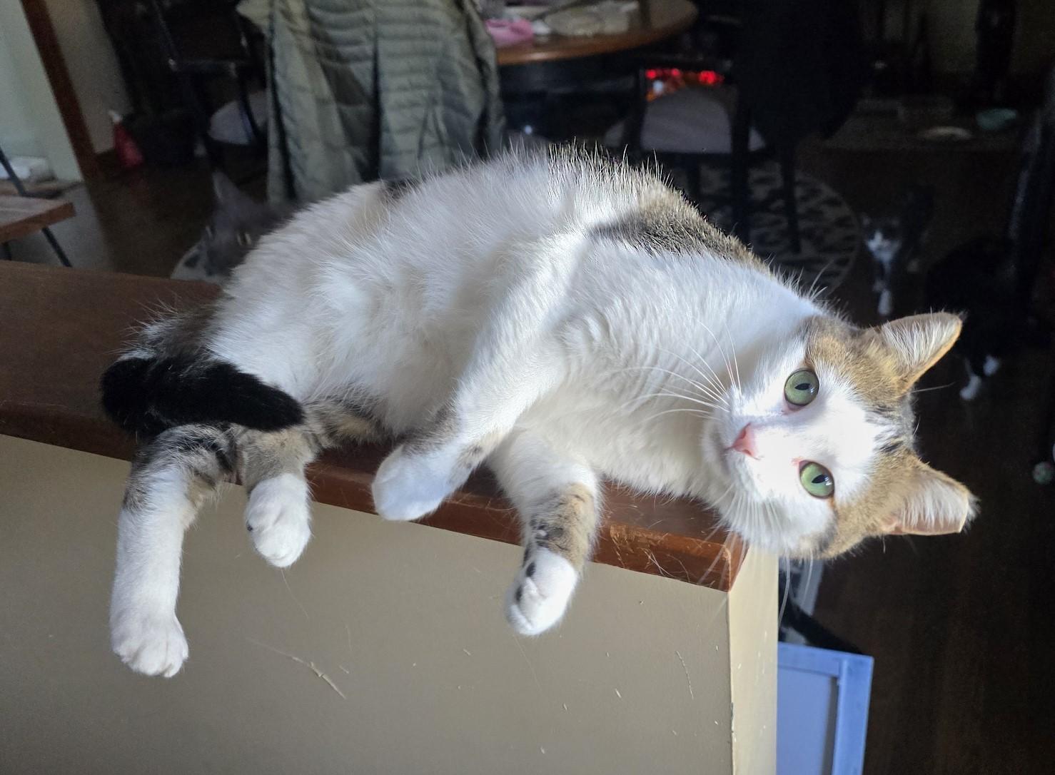 Cleo, a Adoptable Domestic Short Hair in Midland, MI image 6/6