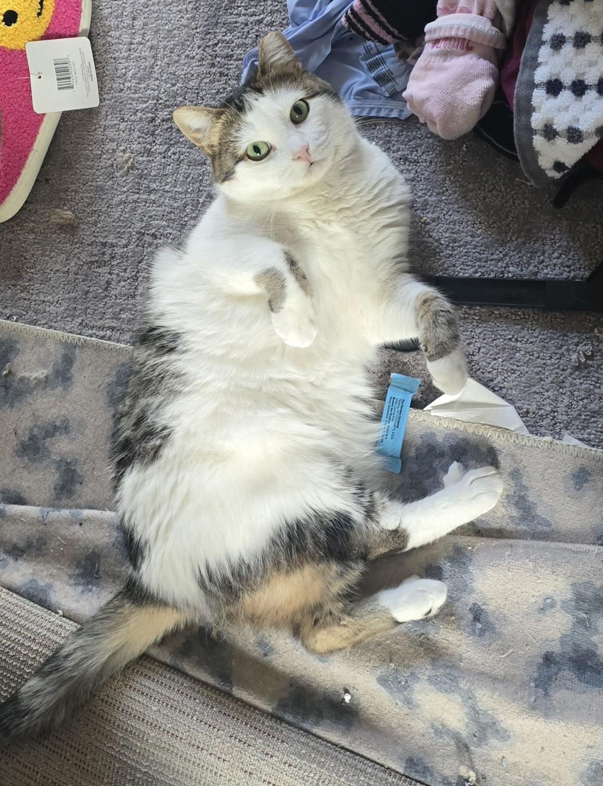 Cleo, a Adoptable Domestic Short Hair in Midland, MI image 1/6