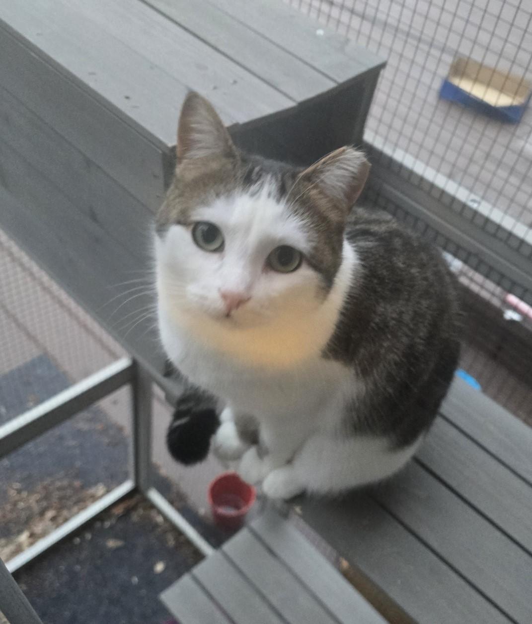 Cleo, a Adoptable Domestic Short Hair in Midland, MI image 5/6