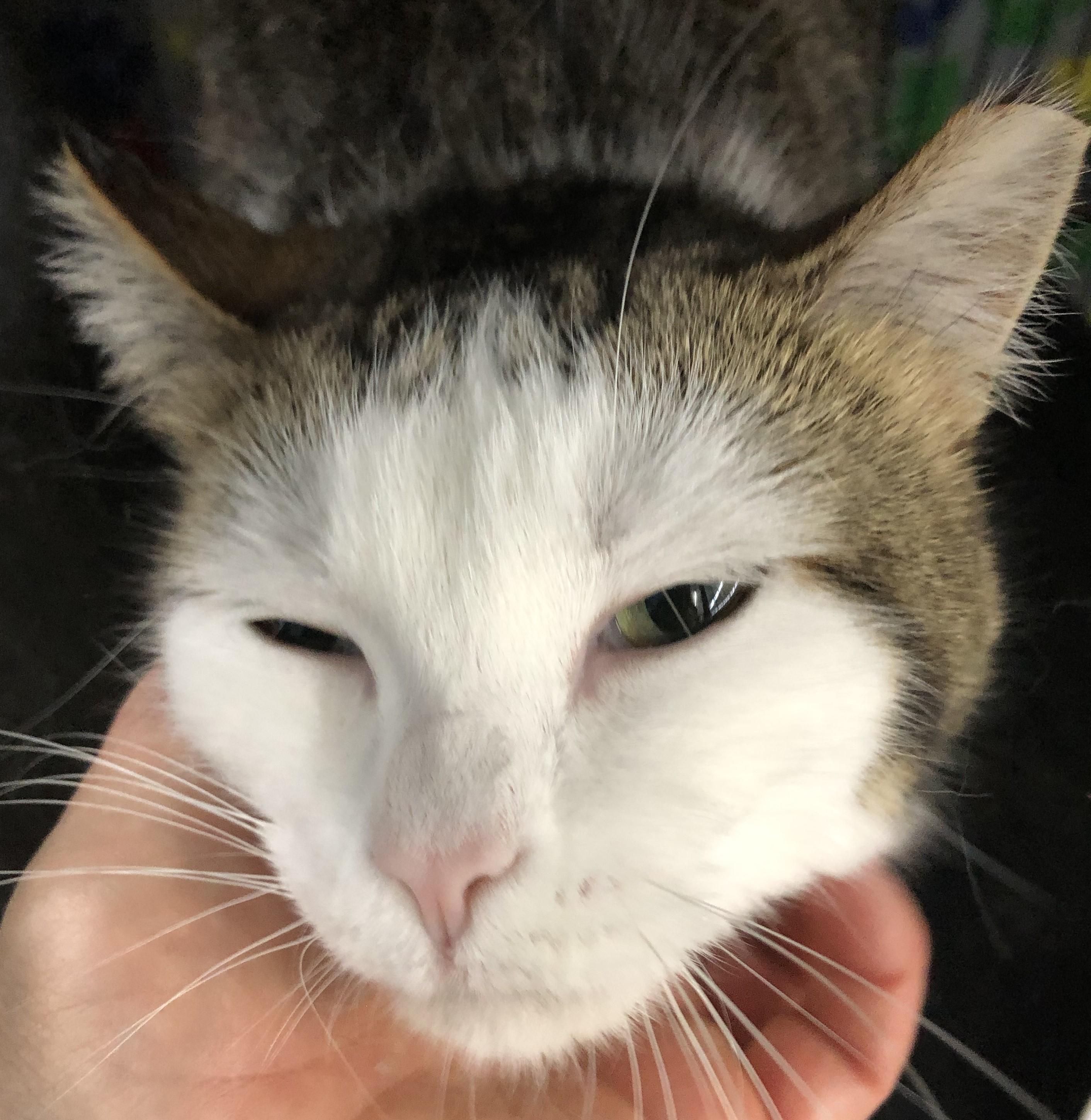 Cleo, a Adoptable Domestic Short Hair in Midland, MI image 2/6