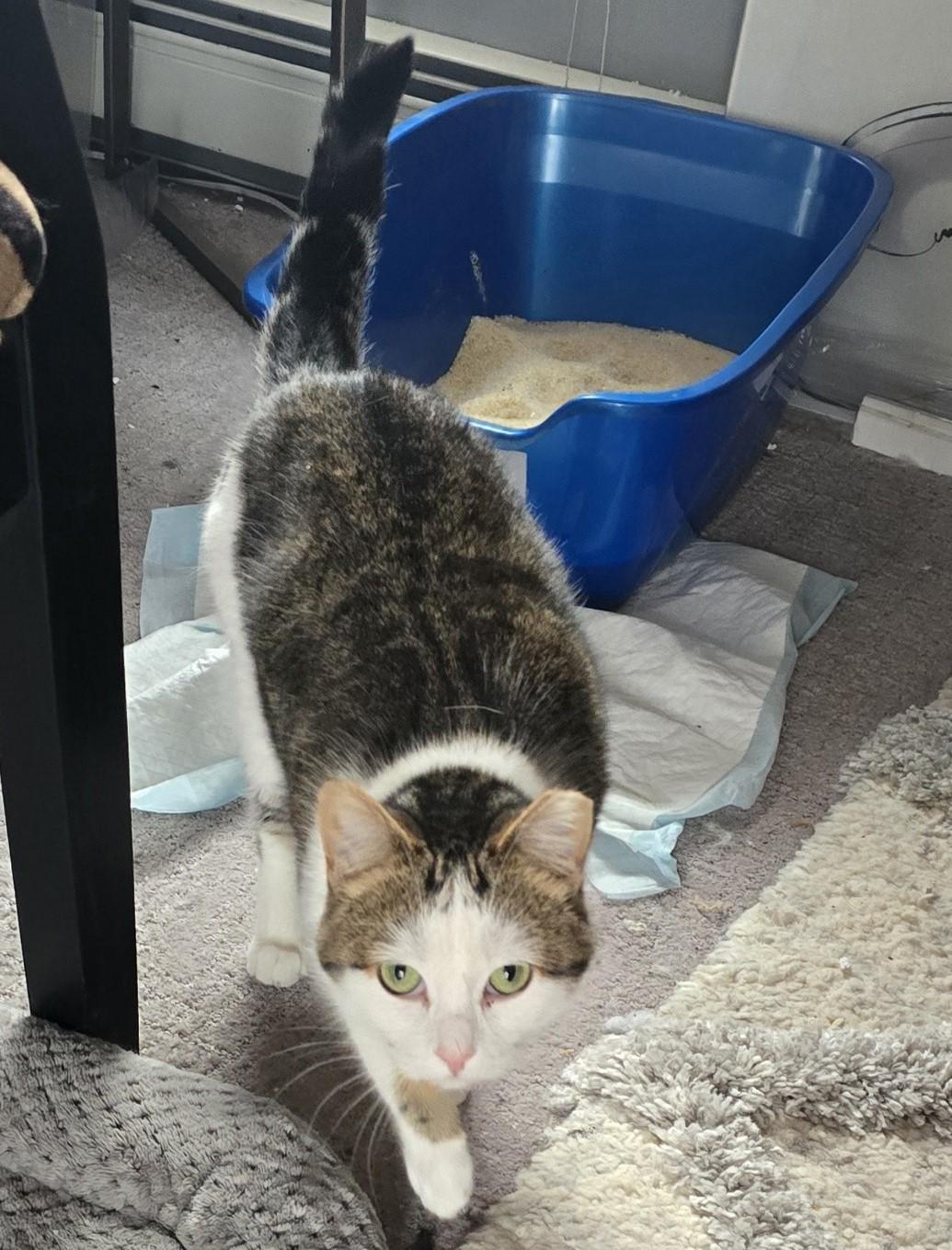 Cleo, a Adoptable Domestic Short Hair in Midland, MI image 4/6