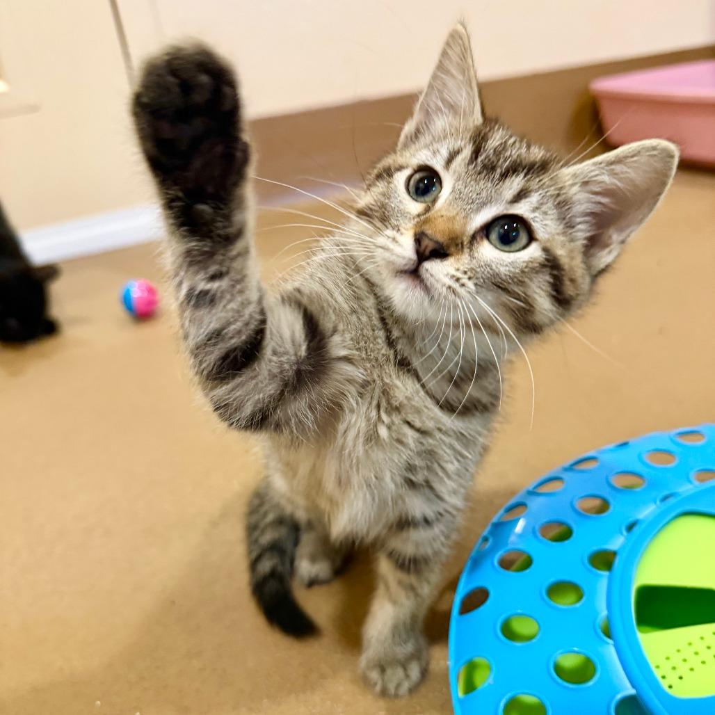 Peanut, Adoptable, Kitten Female Domestic Short Hair.