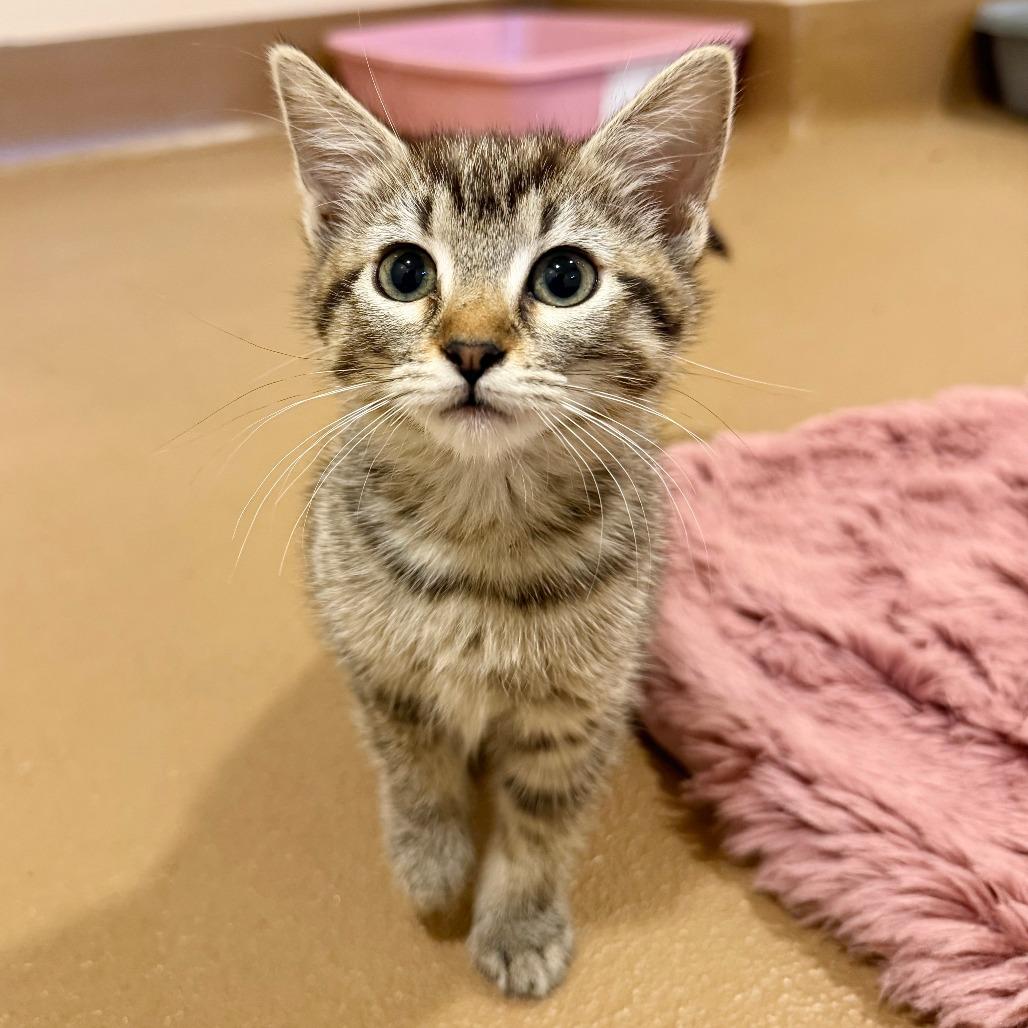 Peanut, a Adoptable Domestic Short Hair in Agoura Hills, CA image 2/4
