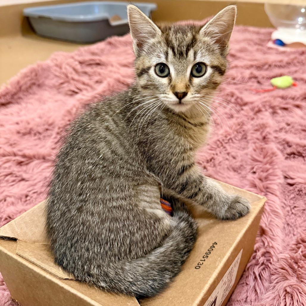 Peanut, a Adoptable Domestic Short Hair in Agoura Hills, CA image 3/4