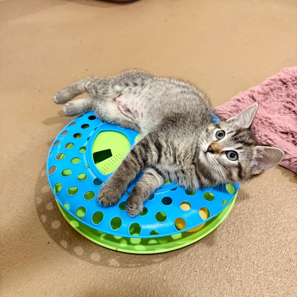 Peanut, a Adoptable Domestic Short Hair in Agoura Hills, CA image 4/4