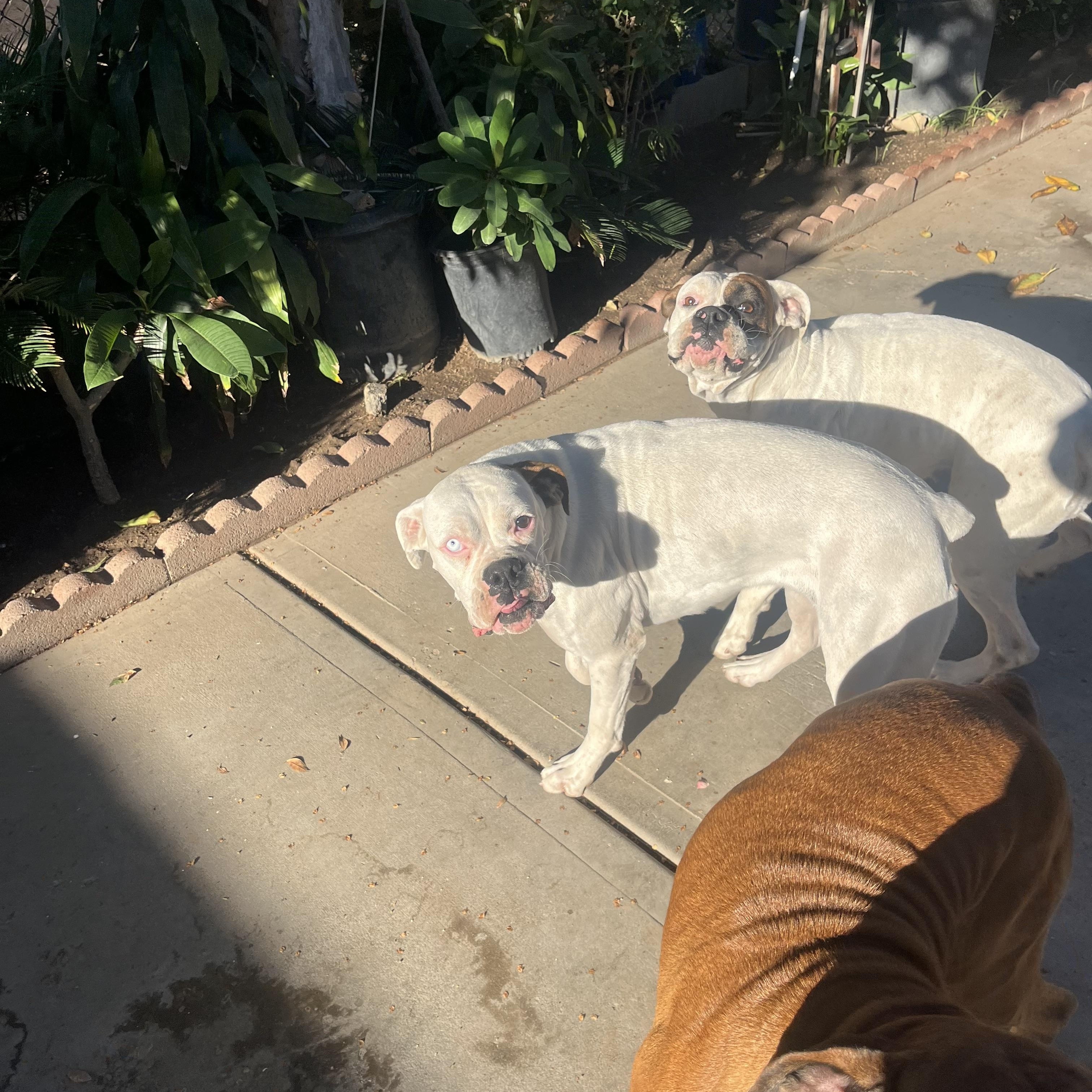 Enlarge Spark~ stunning white beauty, a Adoptable Boxer in Irvine, CA image 2/3