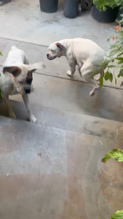 Enlarge Spark~ stunning white beauty, a Adoptable Boxer in Irvine, CA video 3/3