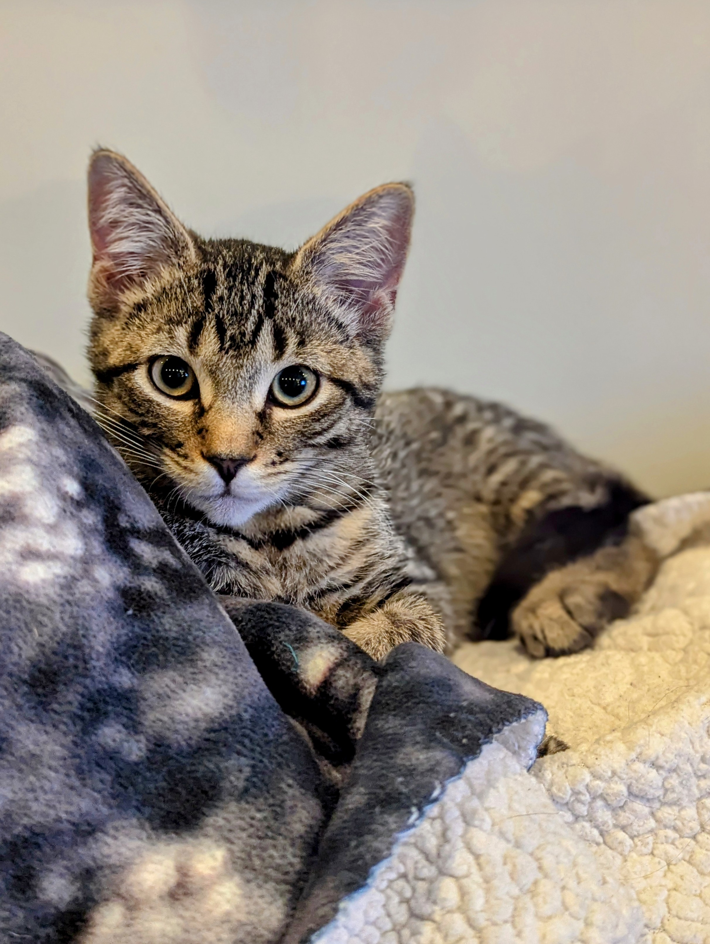 Cat for adoption Jack, a Domestic Short Hair & Tiger Mix in North