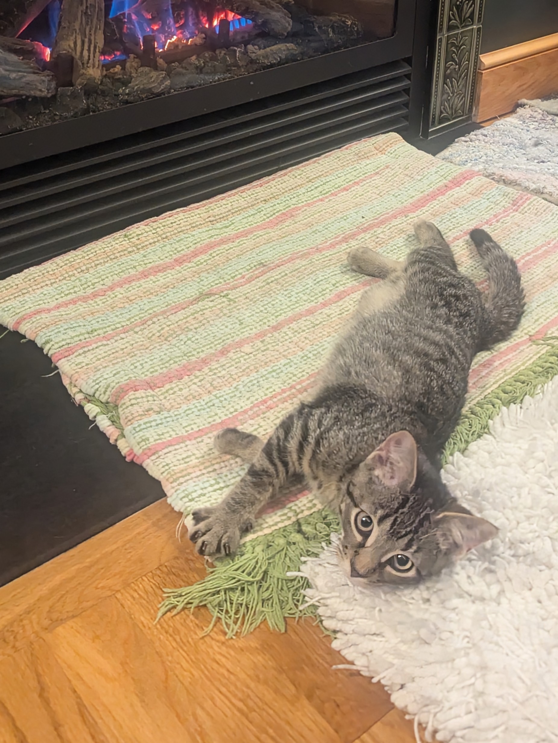 Cat for adoption Jack, a Domestic Short Hair & Tiger Mix in North